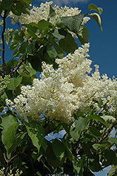 Ivory Silk Tree Lilac (tree form) (Syringa reticulata 'Ivory Silk (tree form)') at Canadale Nurseries