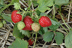 June-Bearing Strawberry (Fragaria 'June-Bearing') at Canadale Nurseries