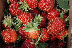 Allstar Strawberry (Fragaria 'Allstar') at Canadale Nurseries