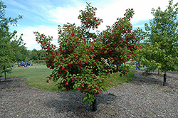 Hot Wings Tatarian Maple (Acer tataricum 'GarAnn') at Canadale Nurseries