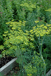 Dill (Anethum graveolens) at Canadale Nurseries