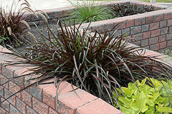 Vertigo Fountain Grass (Pennisetum purpureum 'Tift 8') at Canadale Nurseries