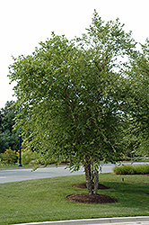 River Birch (clump) (Betula nigra '(clump)') at Canadale Nurseries