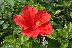Red Hibiscus (Hibiscus rosa-sinensis 'Red') at Canadale Nurseries