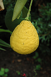 Ponderosa Lemon (Citrus 'Ponderosa') at Canadale Nurseries