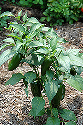 Jalapeno Pepper (Capsicum annuum 'Jalapeno') at Canadale Nurseries