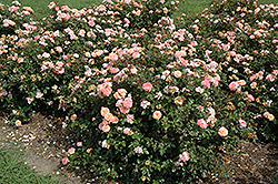 Apricot Drift Rose (Rosa 'Meimirrote') at Canadale Nurseries