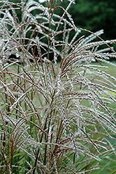 Huron Sunrise Maiden Grass (Miscanthus sinensis 'Huron Sunrise') at Canadale Nurseries