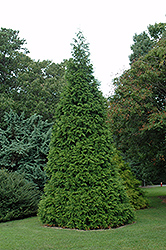 Green Giant Arborvitae (Thuja 'Green Giant') at Canadale Nurseries