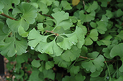 Ginkgo (Ginkgo biloba) at Canadale Nurseries