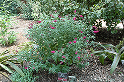 Miss Ruby Butterfly Bush (Buddleia davidii 'Miss Ruby') at Canadale Nurseries