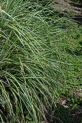 Little Zebra Dwarf Maiden Grass (Miscanthus sinensis 'Little Zebra') at Canadale Nurseries