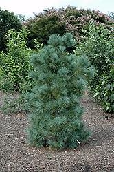 Domingo Limber Pine (Pinus flexilis 'Domingo') at Canadale Nurseries