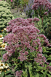 Baby Joe Dwarf Joe Pye Weed (Eupatorium dubium 'Baby Joe') at Canadale Nurseries