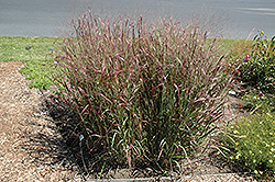 Prairie Fire Red Switch Grass (Panicum virgatum 'Prairie Fire') at Canadale Nurseries