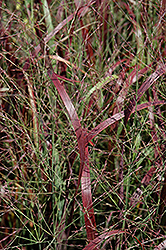 Prairie Fire Red Switch Grass (Panicum virgatum 'Prairie Fire') at Canadale Nurseries