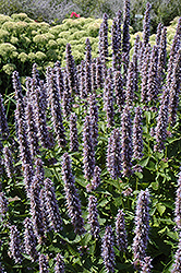 Blue Fortune Anise Hyssop (Agastache 'Blue Fortune') at Canadale Nurseries