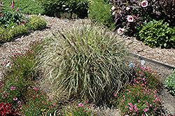 Ginger Love Fountain Grass (Pennisetum alopecuroides 'Ginger Love') at Canadale Nurseries