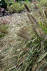 Ginger Love Fountain Grass (Pennisetum alopecuroides 'Ginger Love') at Canadale Nurseries