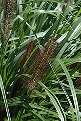 Red Head Fountain Grass (Pennisetum alopecuroides 'Red Head') at Canadale Nurseries