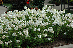 Sweet Summer Hydrangea (Hydrangea paniculata 'Sweet Summer') at Canadale Nurseries