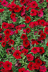 Easy Wave Red Velour Petunia (Petunia 'Easy Wave Red Velour') at Canadale Nurseries