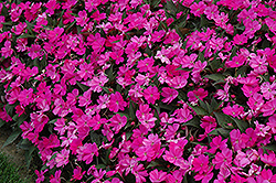 SunPatiens Compact Lilac New Guinea Impatiens (Impatiens 'SakimP063') at Canadale Nurseries