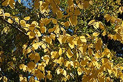 Paper Birch (Betula papyrifera) at Canadale Nurseries