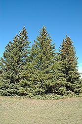 White Spruce (Picea glauca) at Canadale Nurseries