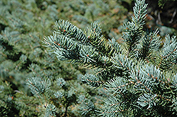 White Spruce (Picea glauca) at Canadale Nurseries