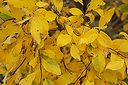 Pussy Willow (Salix discolor) at Canadale Nurseries