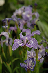 Dwarf Arctic Iris (Iris setosa var. arctica) at Canadale Nurseries