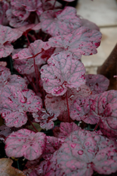Grape Expectations Coral Bells (Heuchera 'Grape Expectations') at Canadale Nurseries