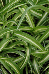 Variegated Spider Plant (Chlorophytum comosum 'Variegatum') at Canadale Nurseries