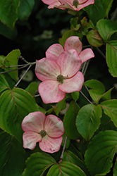 Stellar Pink Flowering Dogwood (Cornus 'Stellar Pink') at Canadale Nurseries