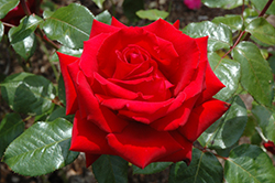 Ingrid Bergman Rose (Rosa 'Ingrid Bergman') at Canadale Nurseries