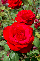 Olympiad Rose (Rosa 'Olympiad') at Canadale Nurseries