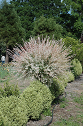 Tricolor Willow (tree form) (Salix integra 'Hakuro Nishiki (tree form)') at Canadale Nurseries