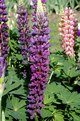 Popsicle Blue Lupine (Lupinus 'Popsicle Blue') at Canadale Nurseries