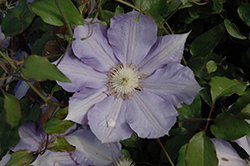 H.F. Young Clematis (Clematis 'H.F. Young') at Canadale Nurseries