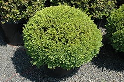 Green Velvet Boxwood (globe form) (Buxus 'Green Velvet (globe)') at Canadale Nurseries