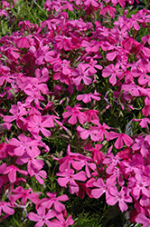 Drummond's Pink Moss Phlox (Phlox subulata 'Drummond's Pink') at Canadale Nurseries