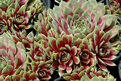 Commander Hay Hens And Chicks (Sempervivum 'Commander Hay') at Canadale Nurseries