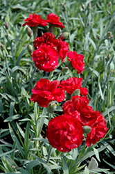 Early Bird Radiance Pinks (Dianthus 'Wp08 Mar05') at Canadale Nurseries