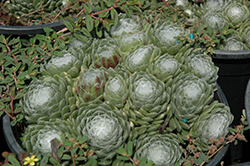 Forest Frost Cobweb Hens And Chicks (Sempervivum arachnoideum 'Forest Frost') at Canadale Nurseries