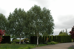 Whitebark Himalayan Birch (Betula utilis 'var. jacquemontii') at Canadale Nurseries