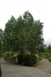 Whitebark Himalayan Birch (clump) (Betula utilis 'var. jacquemontii (clump)') at Canadale Nurseries