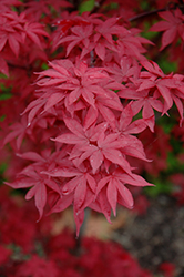 Twombly's Red Sentinel Japanese Maple (Acer palmatum 'Twombly's Red Sentinel') at Canadale Nurseries