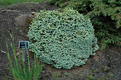 Blue Pearl Colorado Spruce (Picea pungens 'Blue Pearl') at Canadale Nurseries