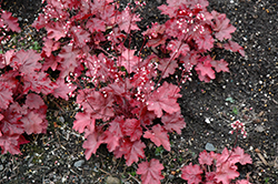 Fire Chief Coral Bells (Heuchera 'Fire Chief') at Canadale Nurseries